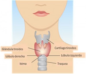 glandula_tiroides