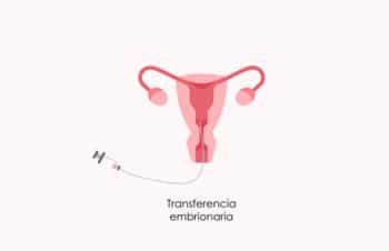 ¿Cómo es la vida después de la transferencia de embriones al útero?