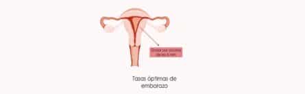 Grosor endometrial y transferencia