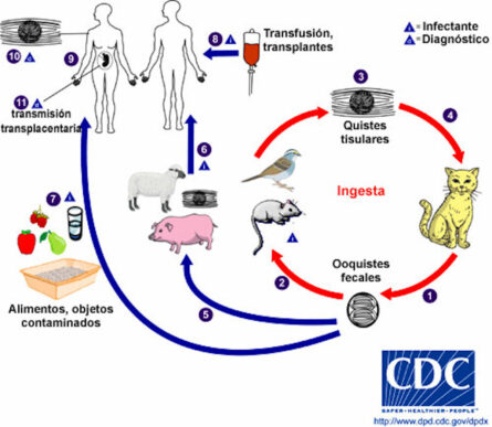 Toxoplasmosis. Infección asintomática