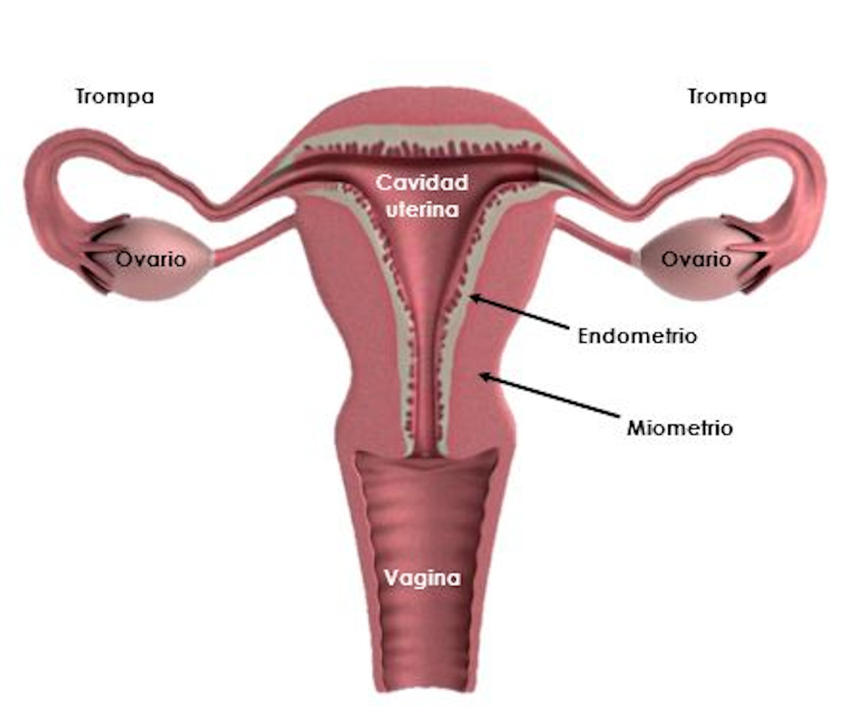 ¿Cuándo y por qué hacer una biopsia de endometrio? ¿Cuándo y por qué hacer una biopsia de endometrio?