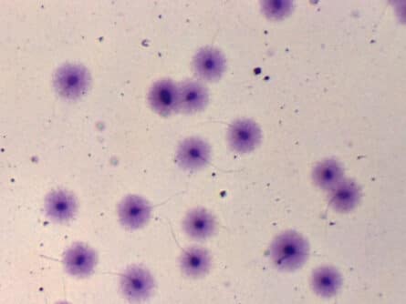 Espermatozoides. Fragmentación