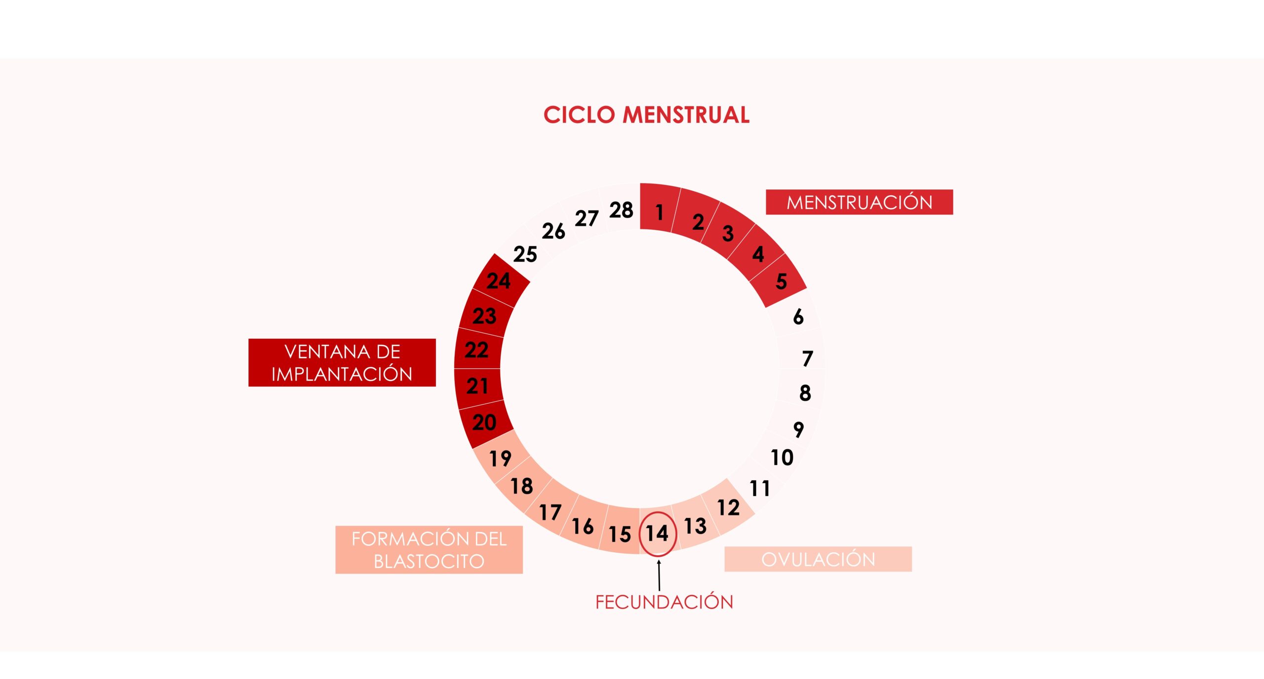 implantación embrionaria