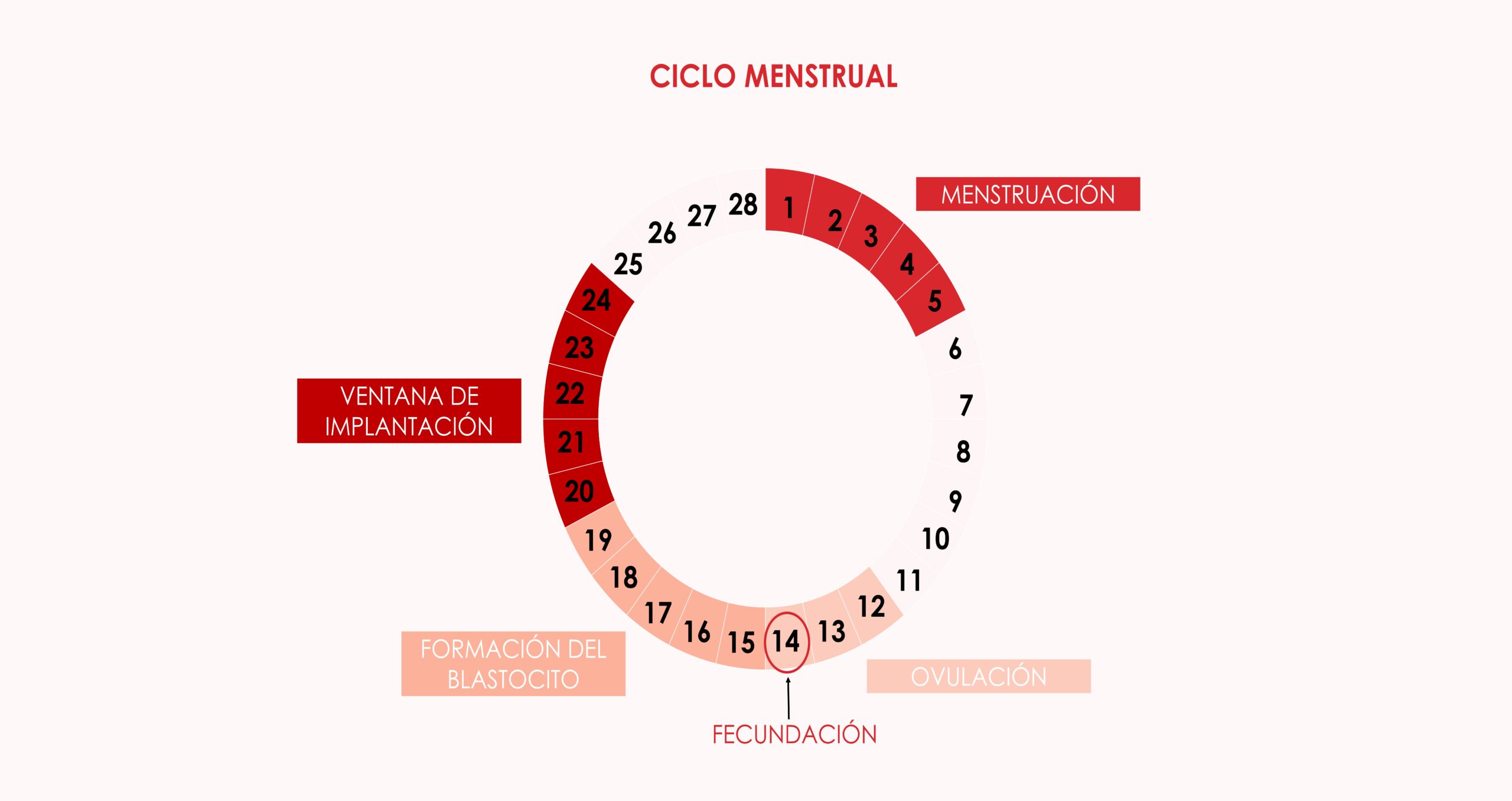 Vantana de implantación en el ciclo menstrual