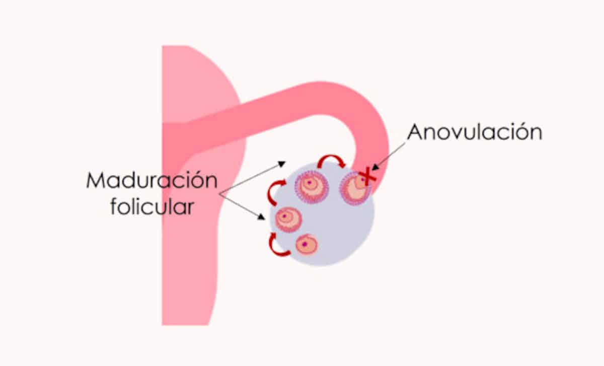 Maduración folicular