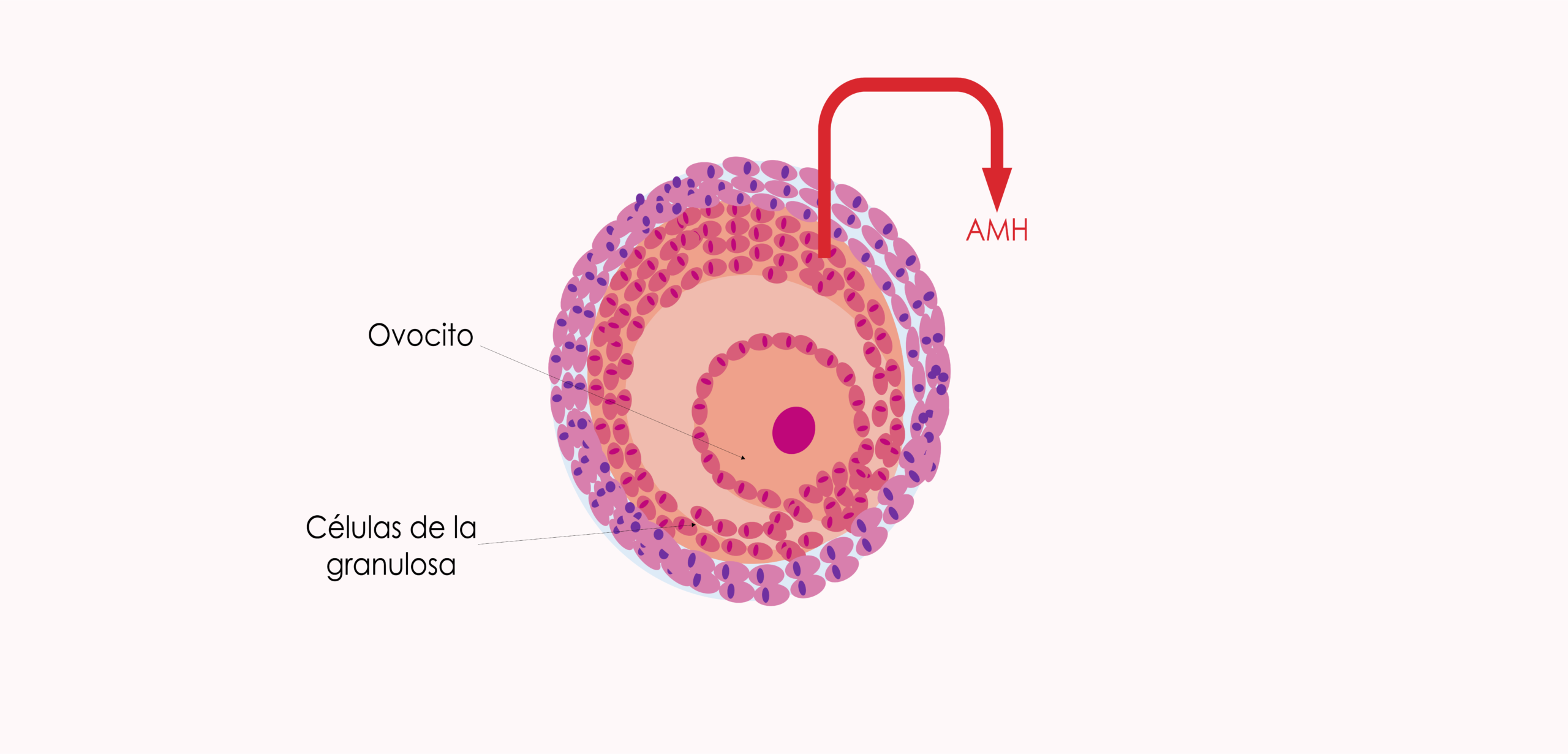 Qué es la hormona antimulleriana y qué indican sus resultados