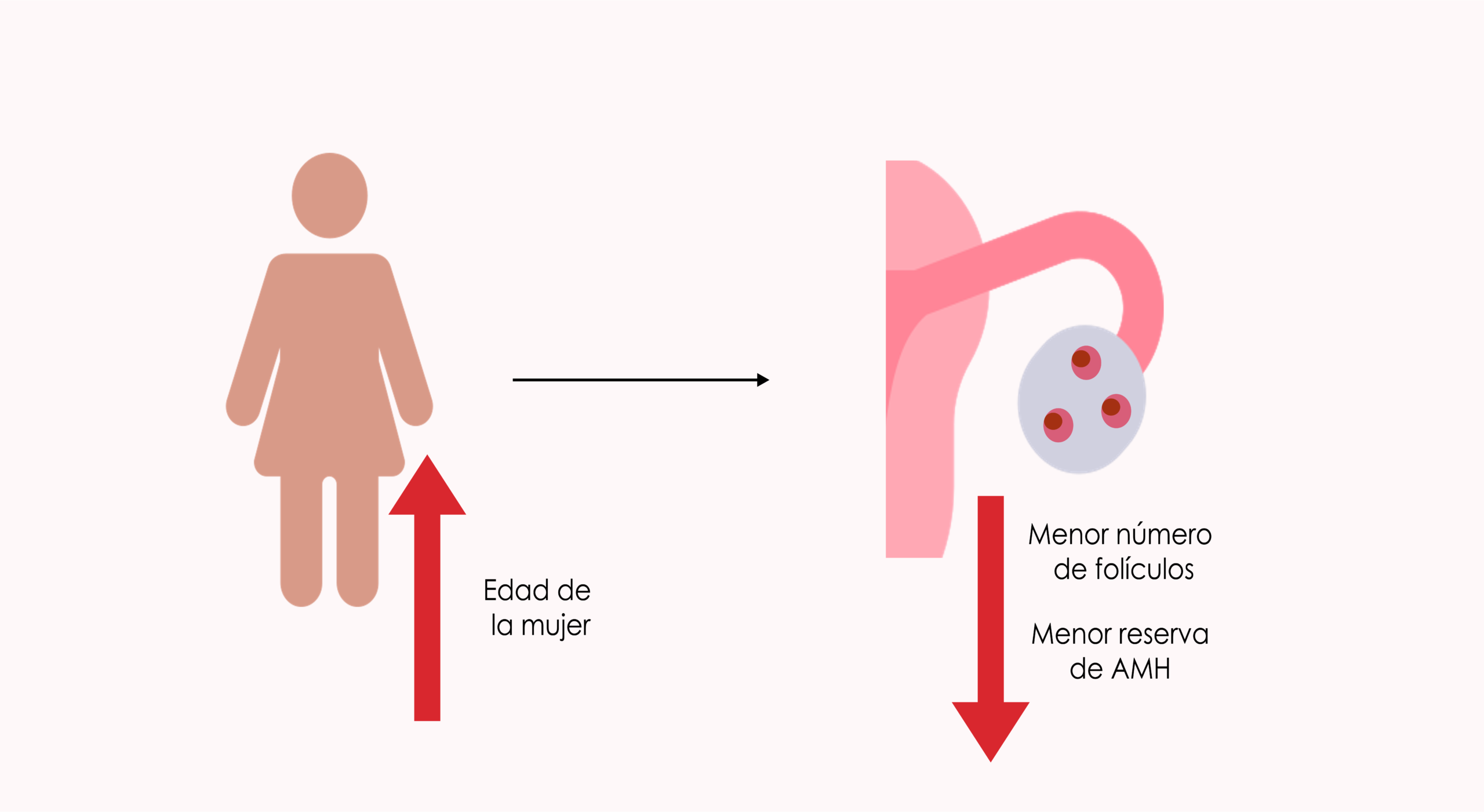 Qué es la hormona antimulleriana y qué indican sus resultados