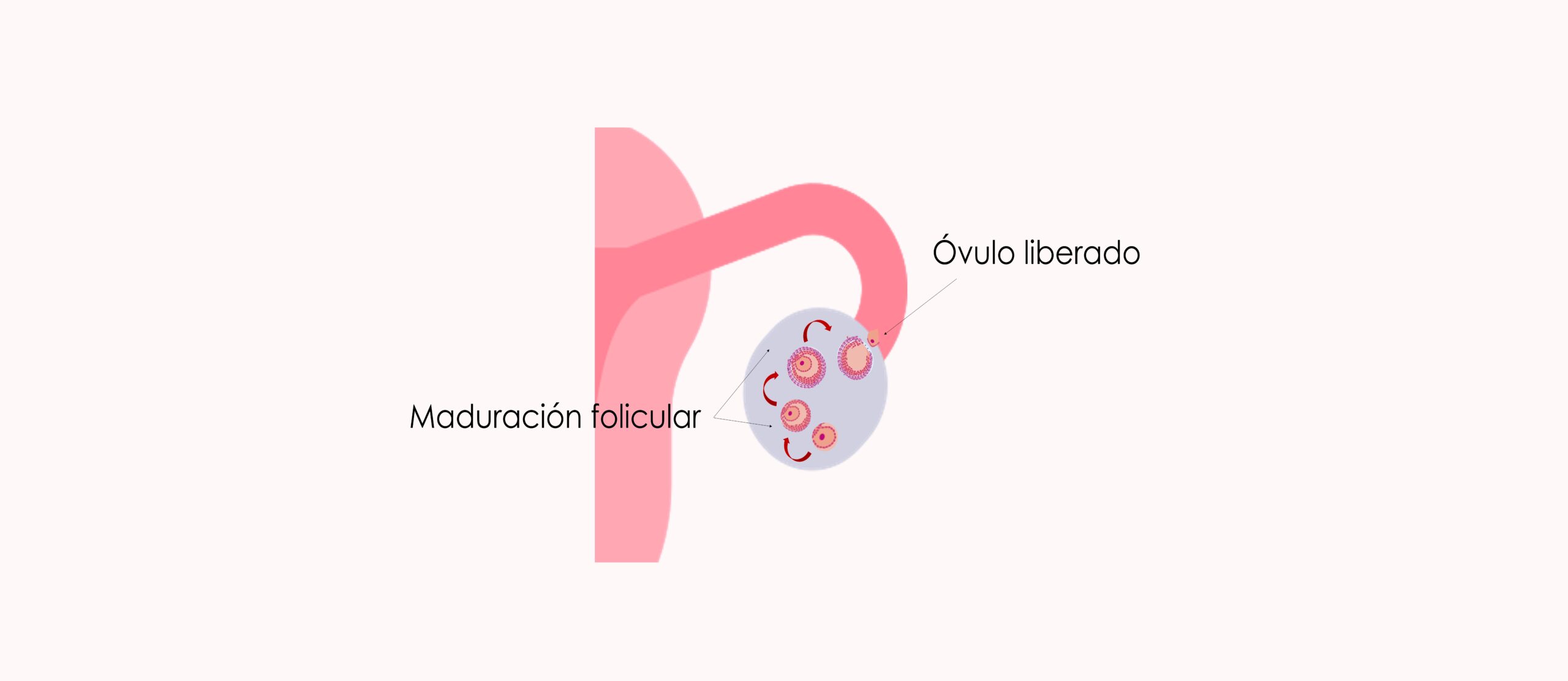 cómo saber cuando estas ovulando