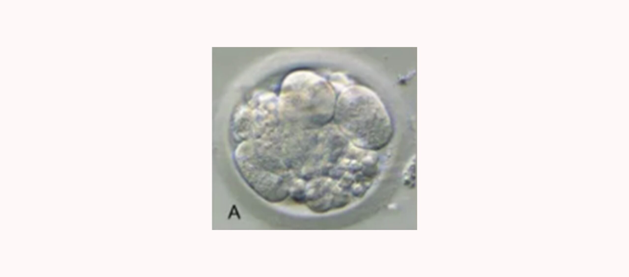 Clasificación embrionaria según el ritmo de división