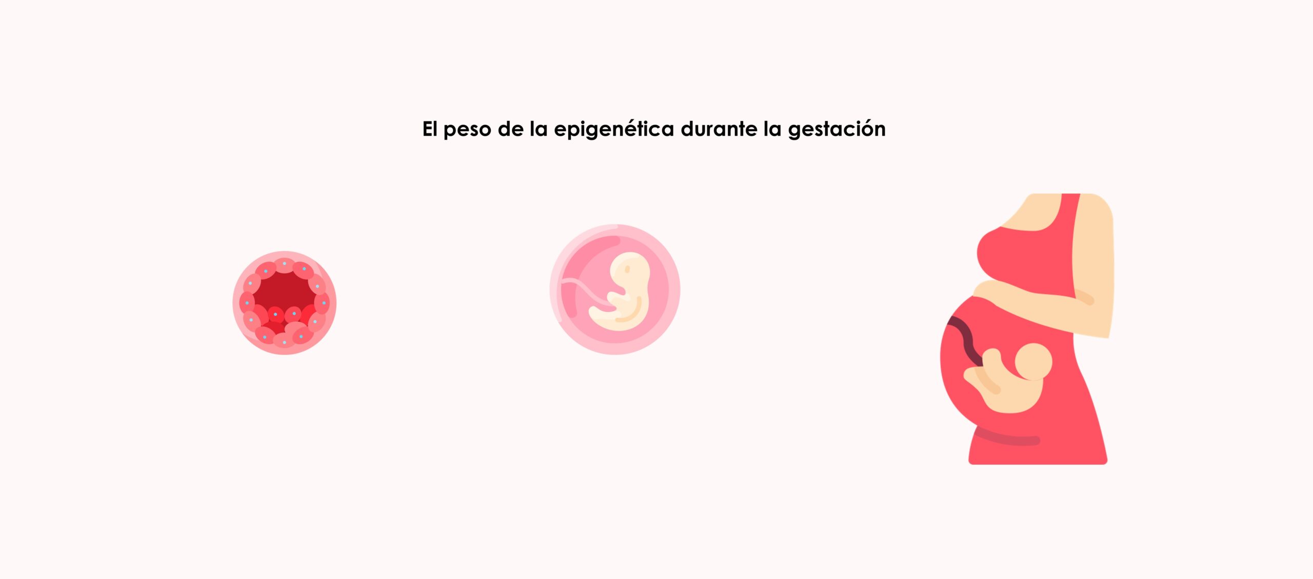 En la gestación es el útero materno y su ambiente el contexto que condiciona el funcionamiento de los genes