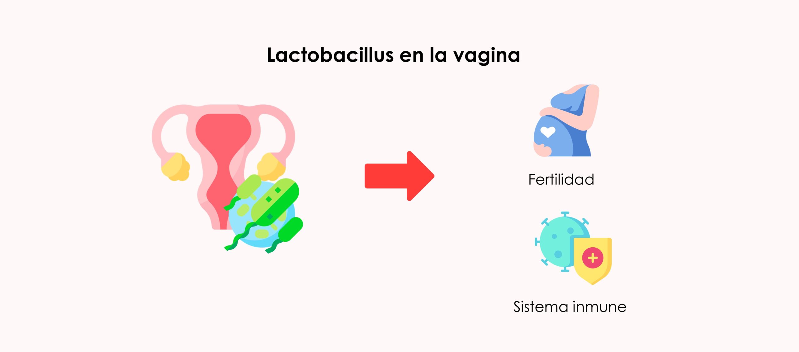 Los lactobacillus protegen el sistema inmune y favorecen el embarazo