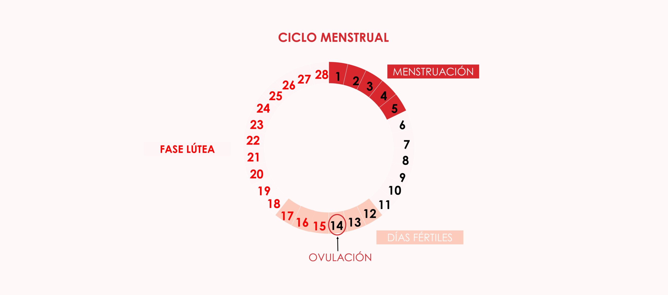 Fases del ciclo menstrual