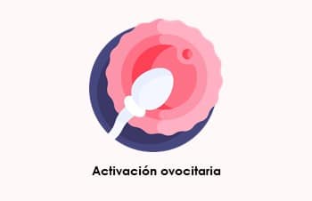 Activación ovocitaria y tasa de implantación