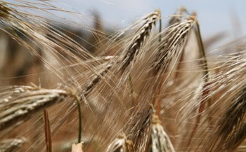 GlutenyFertilidad