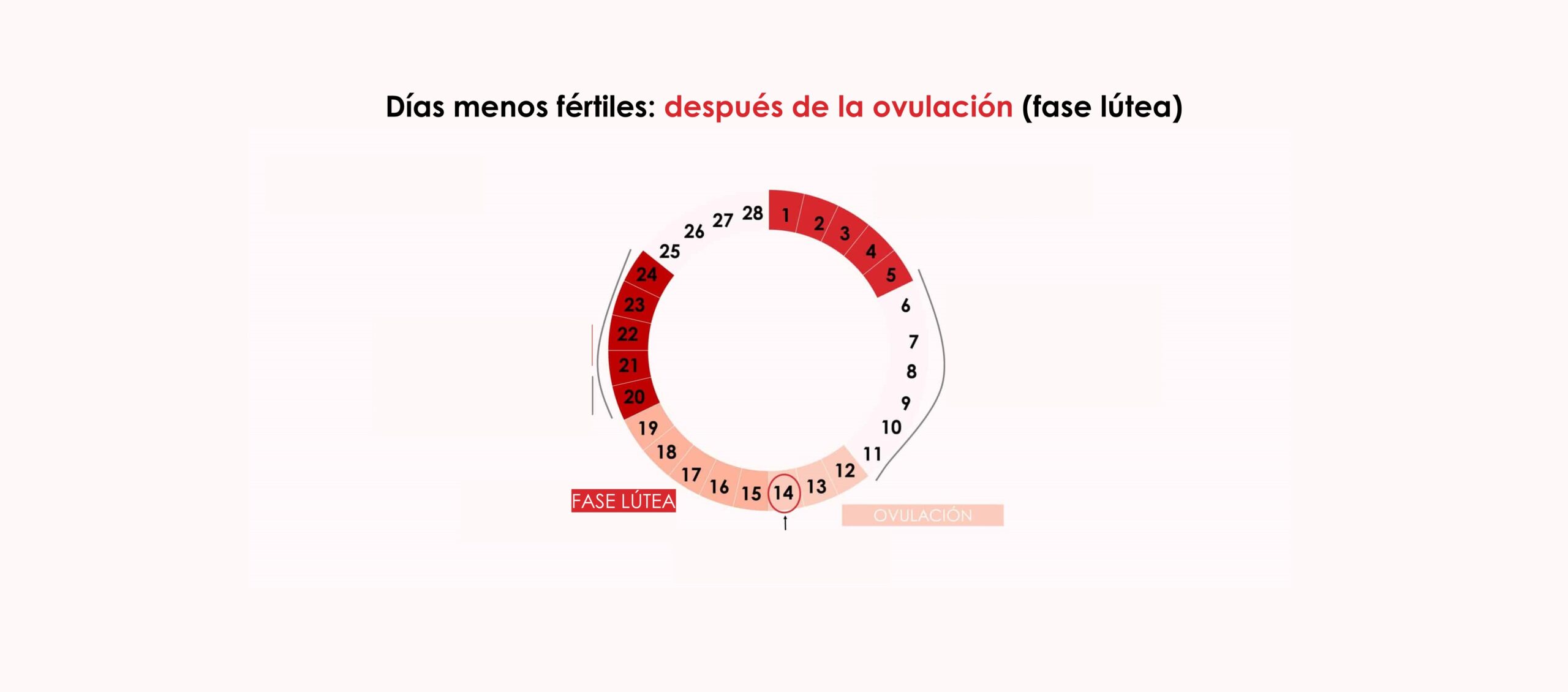 Días menos fértiles: después de la ovulación