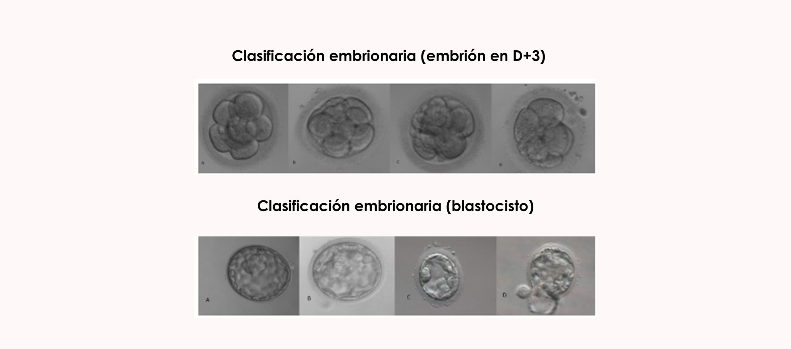Embriones según su clasificación embrionaria