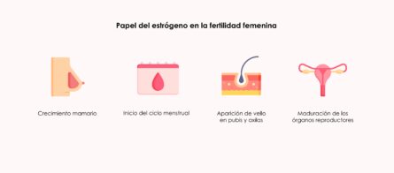 Papel del estrógeno en la fertilidad femenina