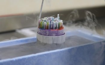Preservación fertilidad
