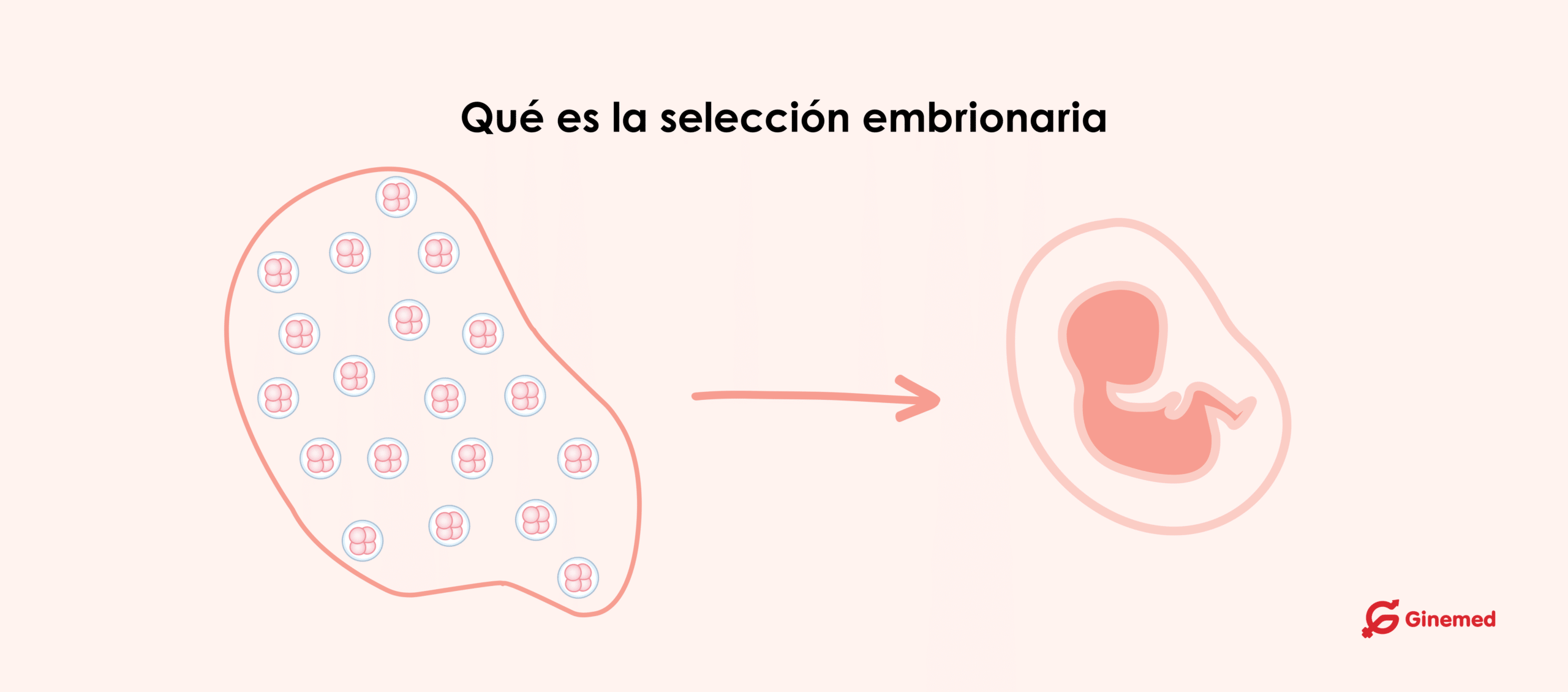 Qué es la selección embrionaria